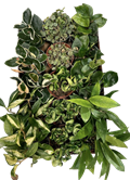 Hoya Premium Assortment